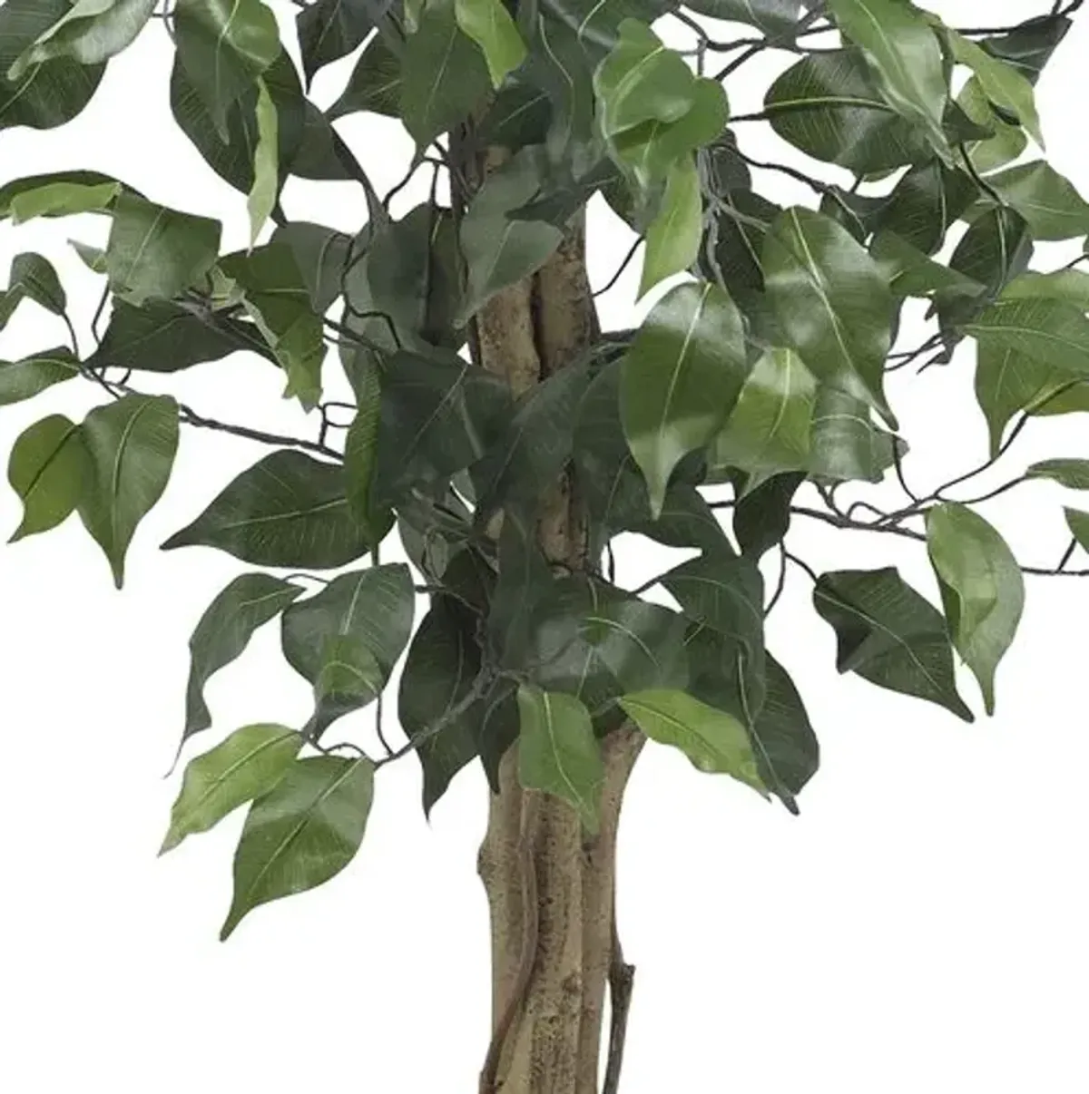 36" Ficus Silk Tree - Green