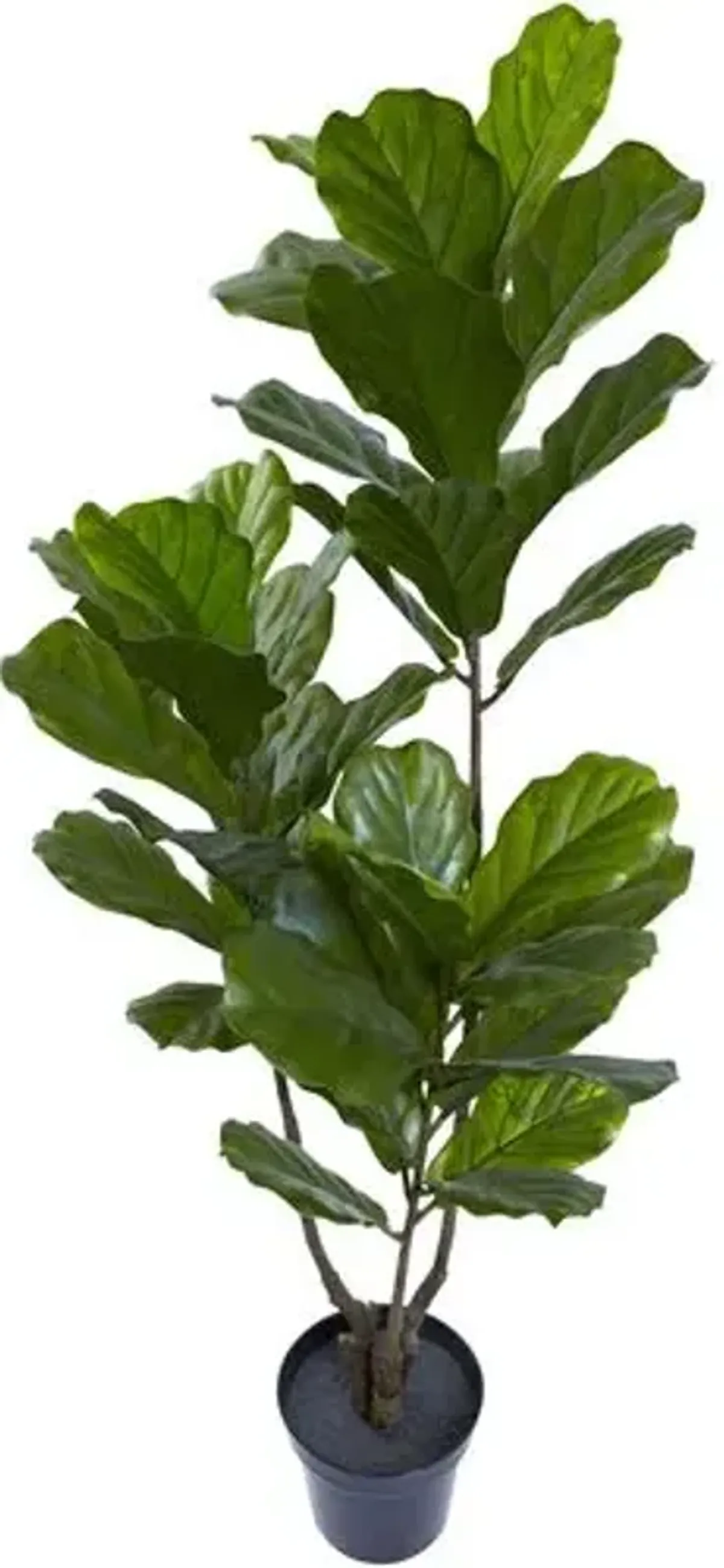 65" Faux Fiddle Leaf Tree - Green