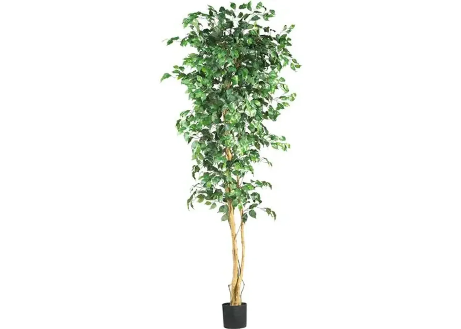 84" Ficus Silk Tree - Green