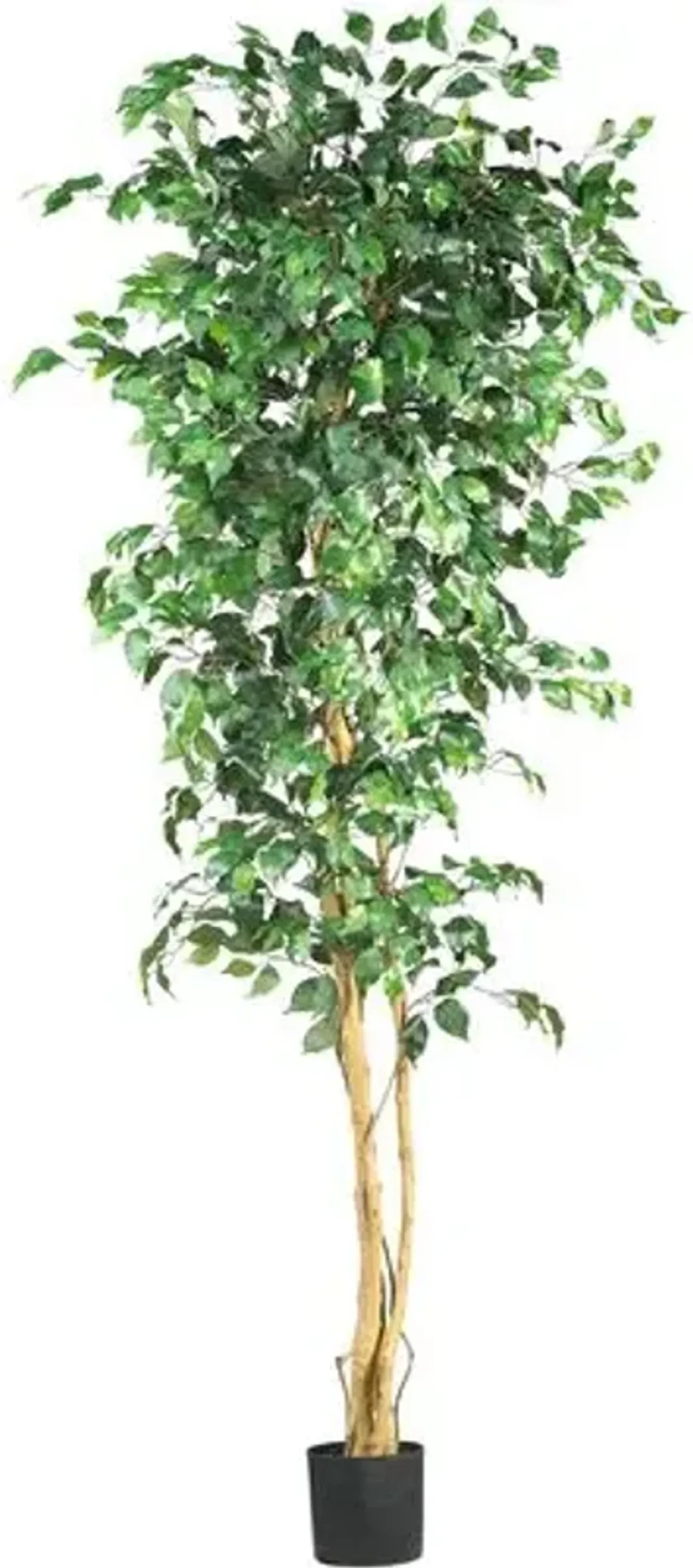 84" Ficus Silk Tree - Green