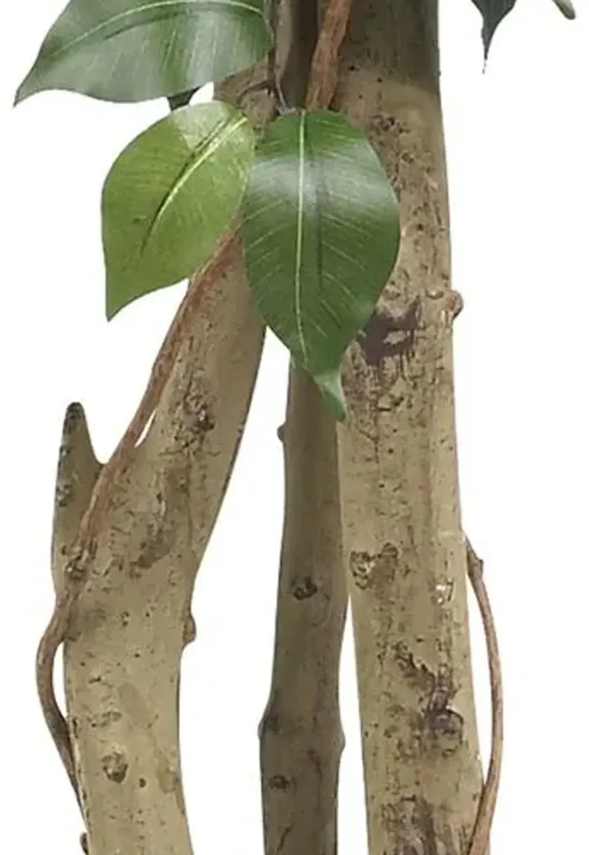 48" Ficus Silk Tree - Green