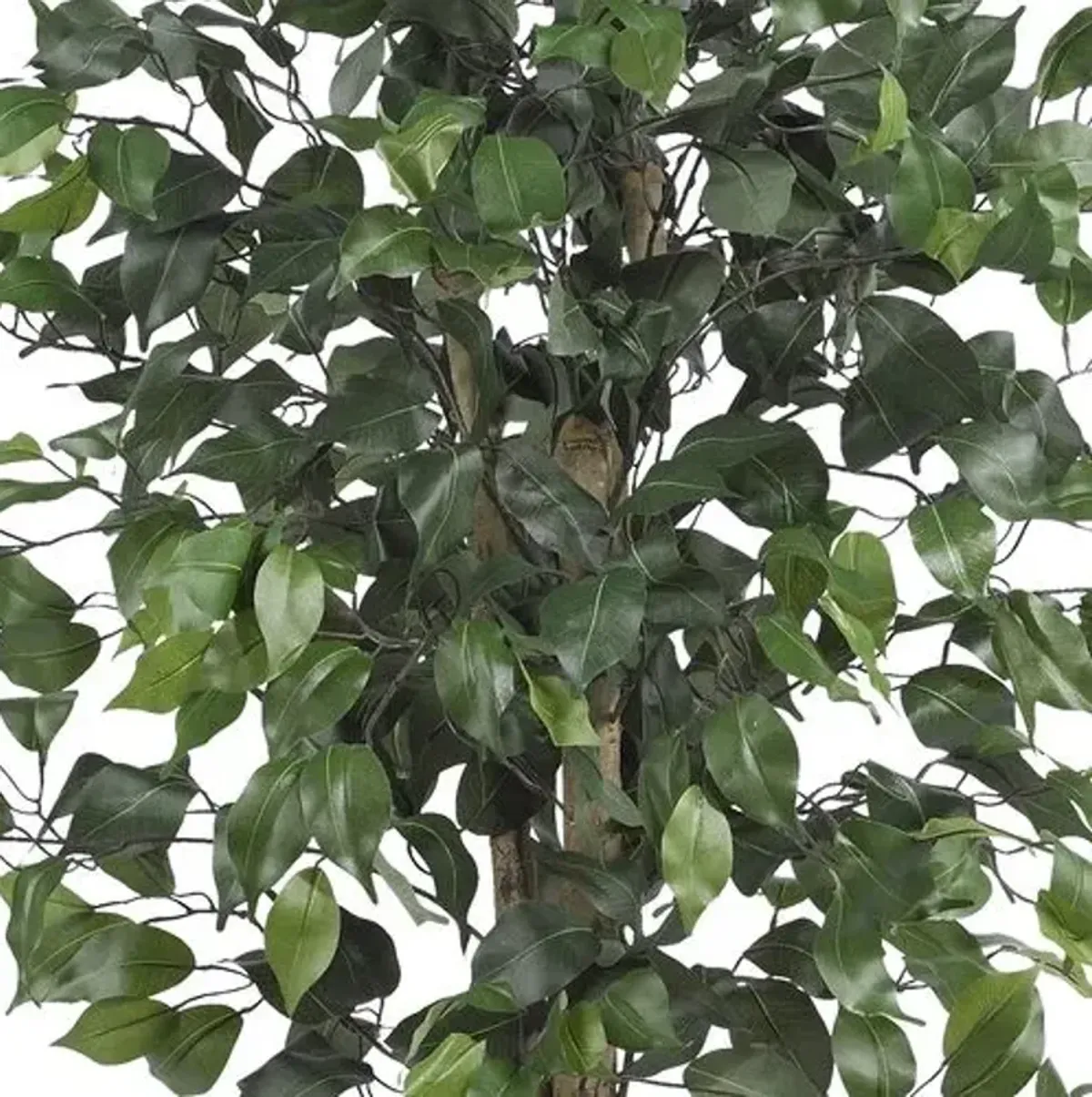 48" Ficus Silk Tree - Green