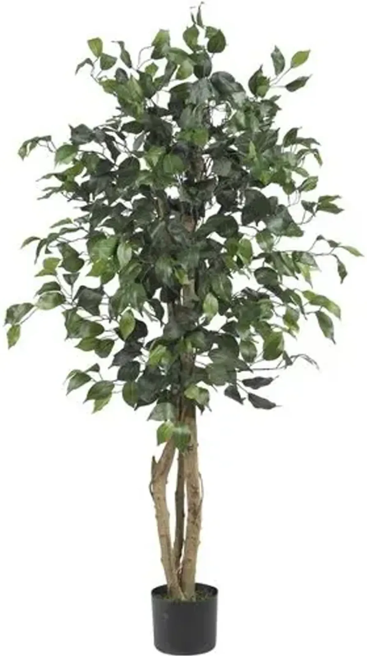 48" Ficus Silk Tree - Green