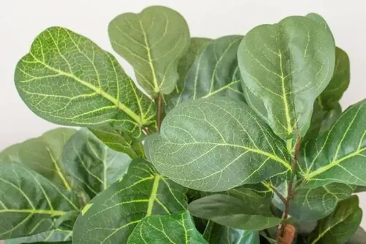 48" Faux Fiddle Leaf Tree - Green