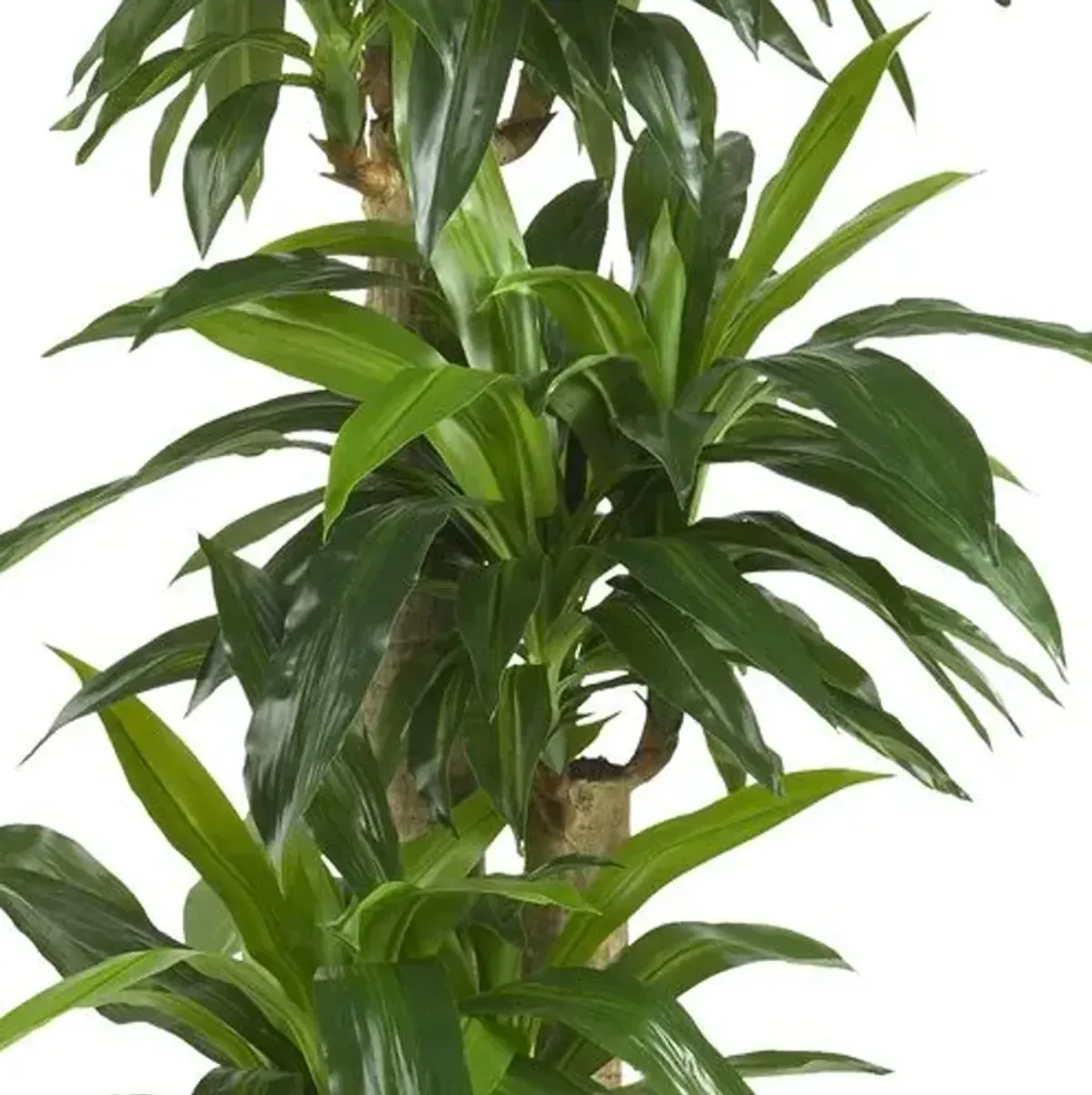 57" Faux Dracaena Tree - Green