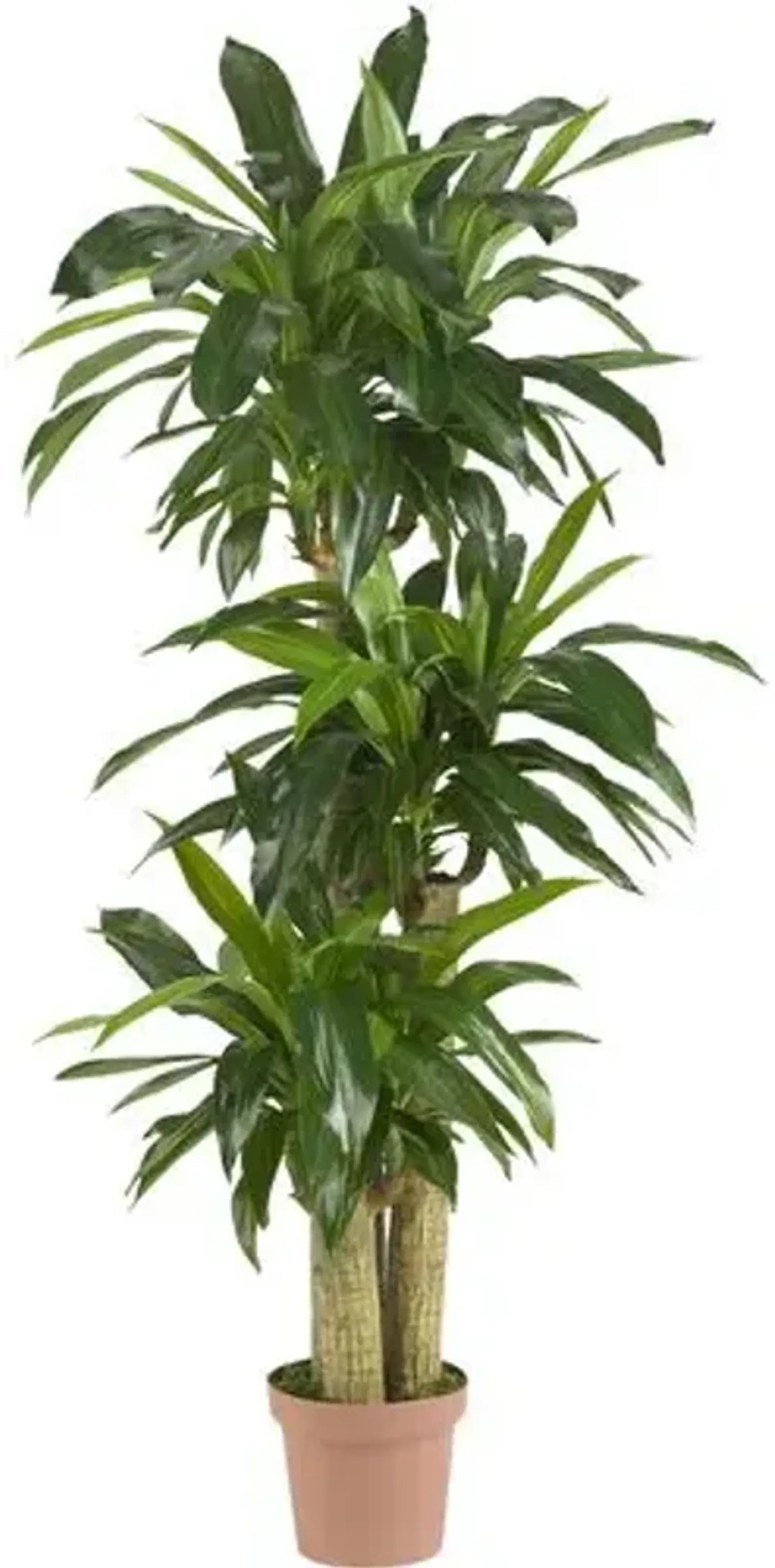 57" Faux Dracaena Tree - Green