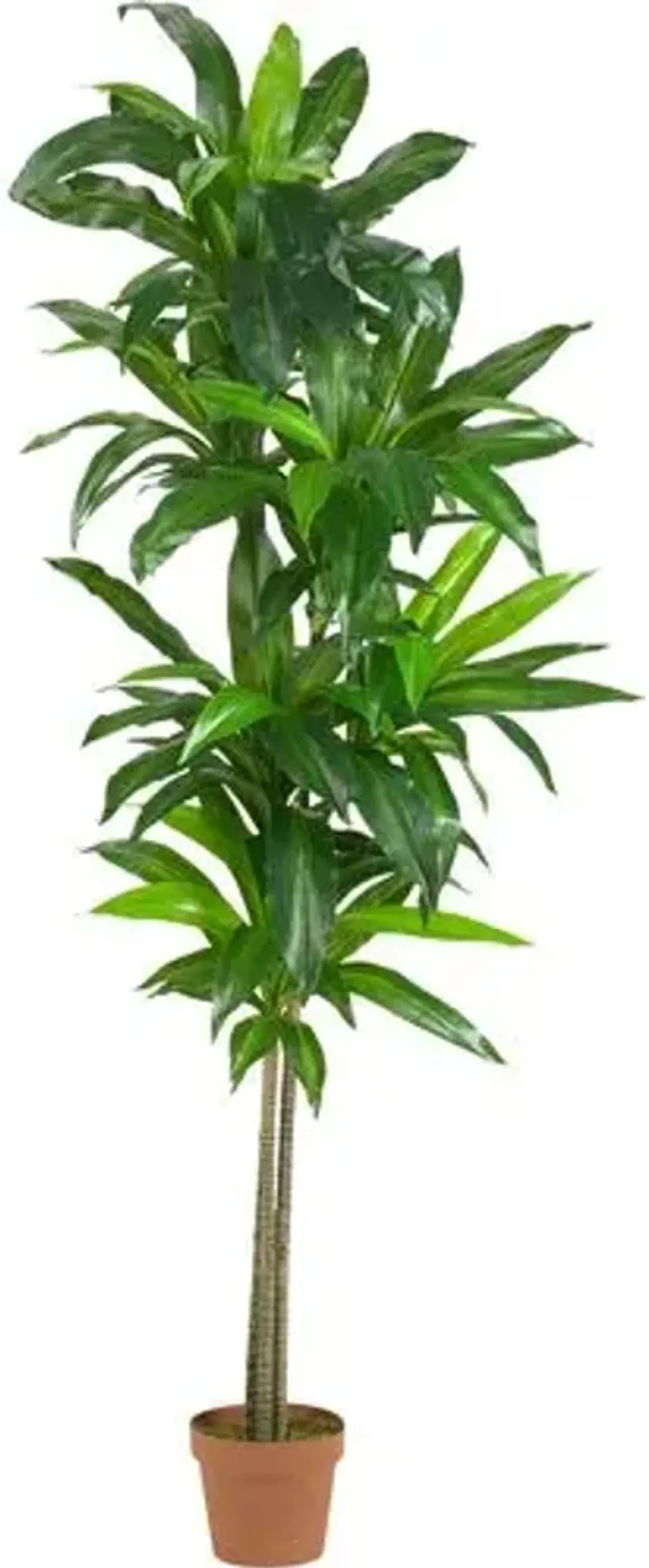 72" Faux Dracaena Plant - Green