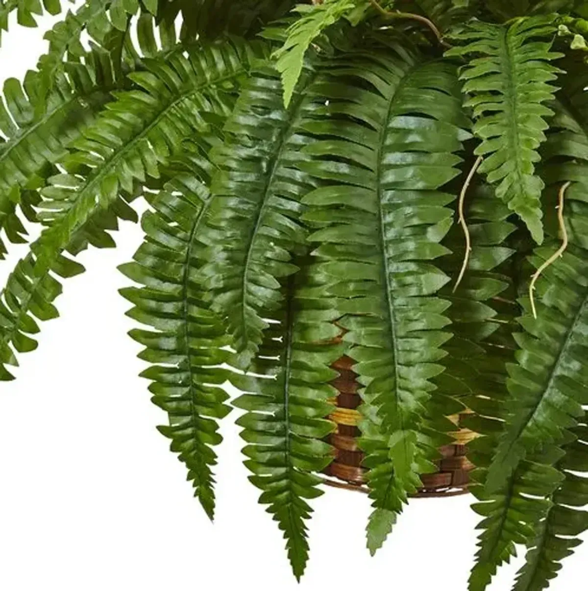 Boston Fern Hanging Basket - Green