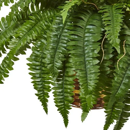 Boston Fern Hanging Basket - Green