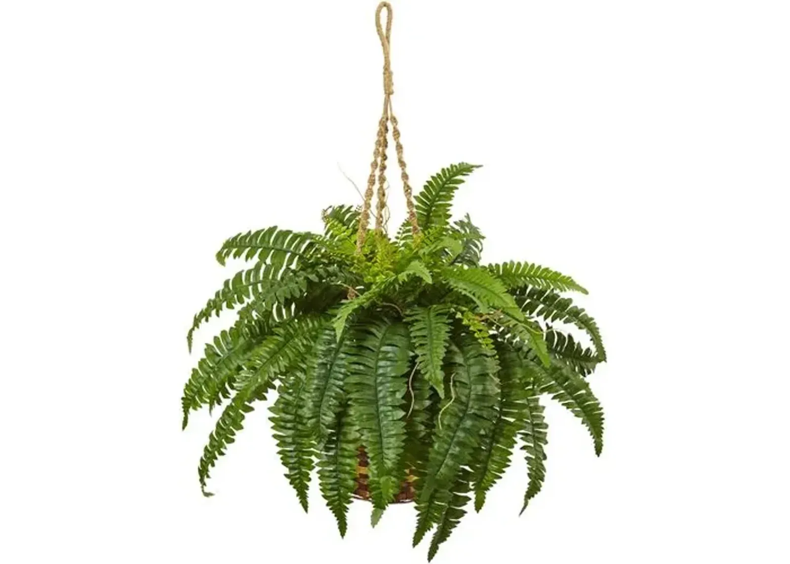 Boston Fern Hanging Basket - Green