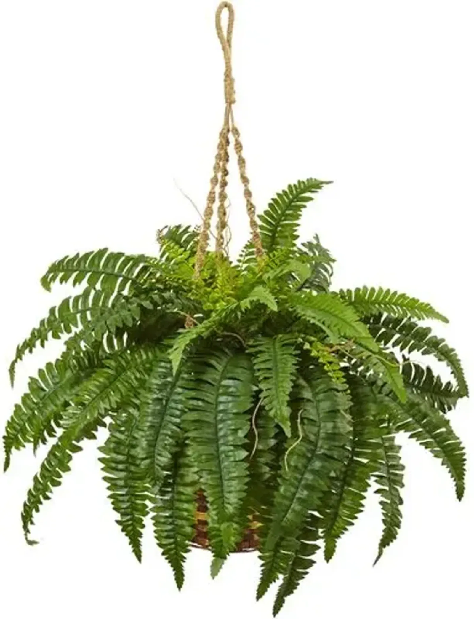 Boston Fern Hanging Basket - Green