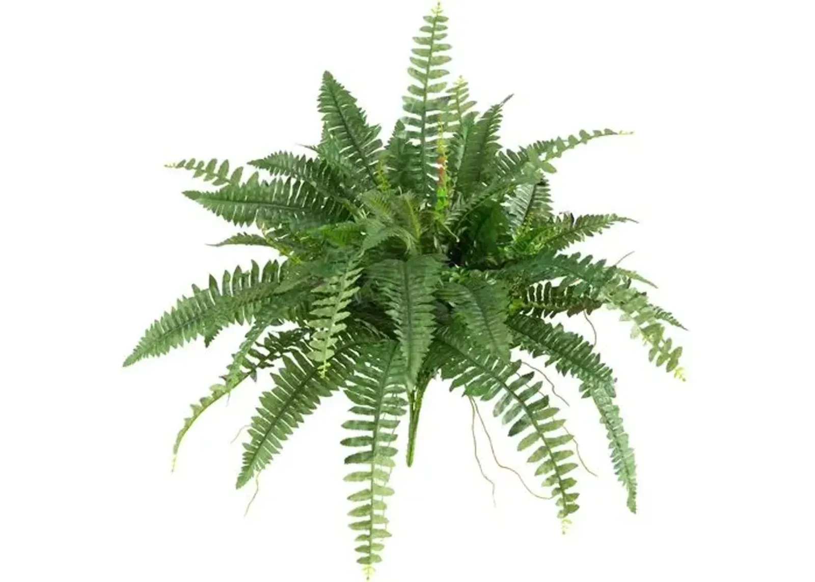 Set of 2 40" Boston Fern - Green