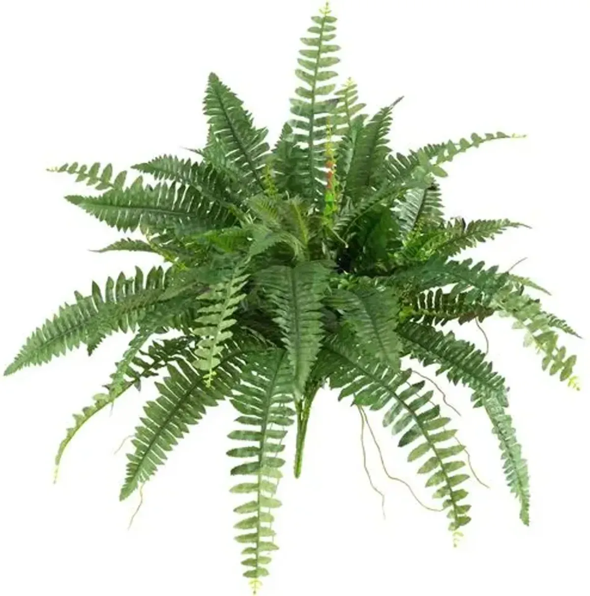 Set of 2 40" Boston Fern - Green