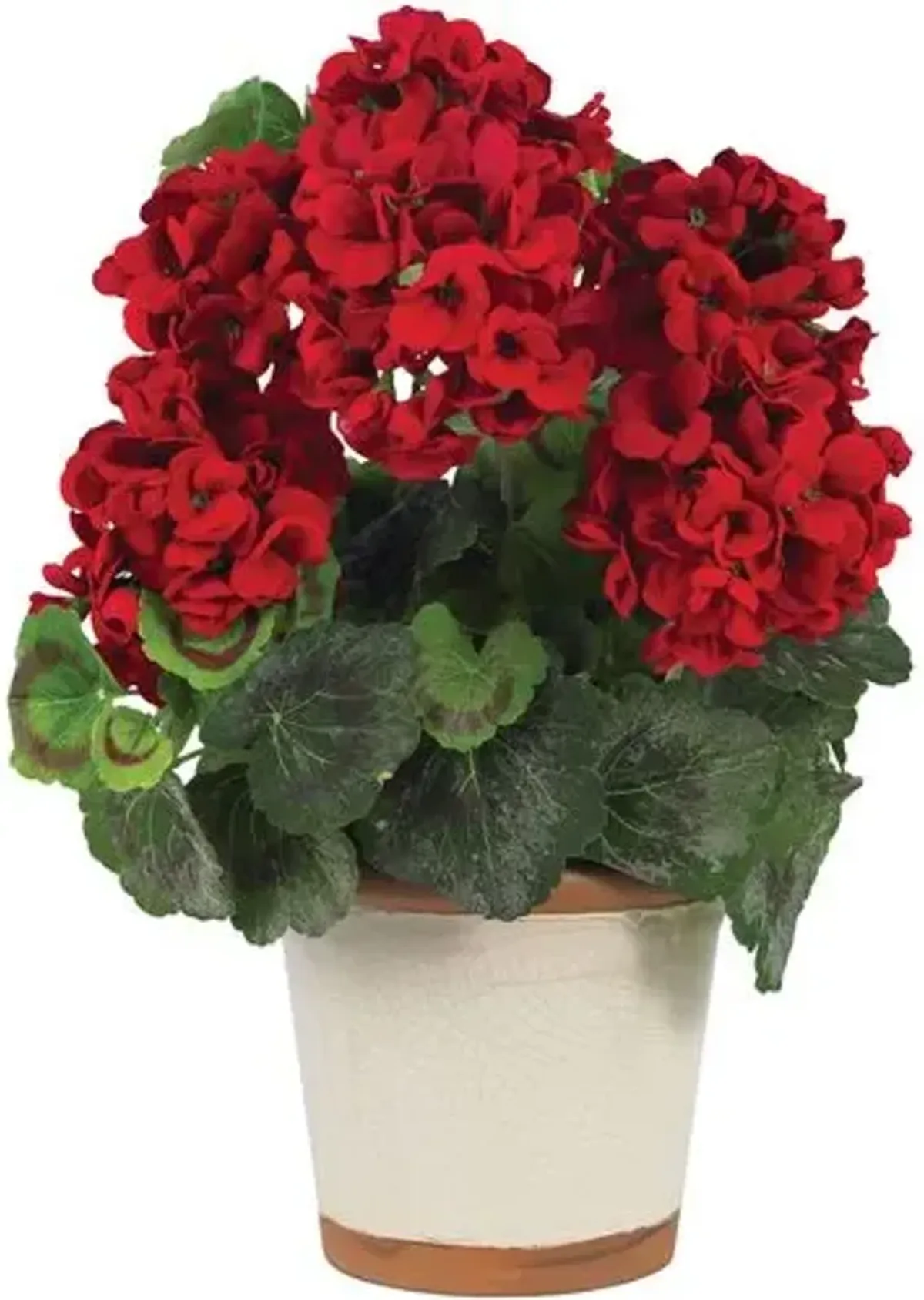 Geranium Silk Plant - Red