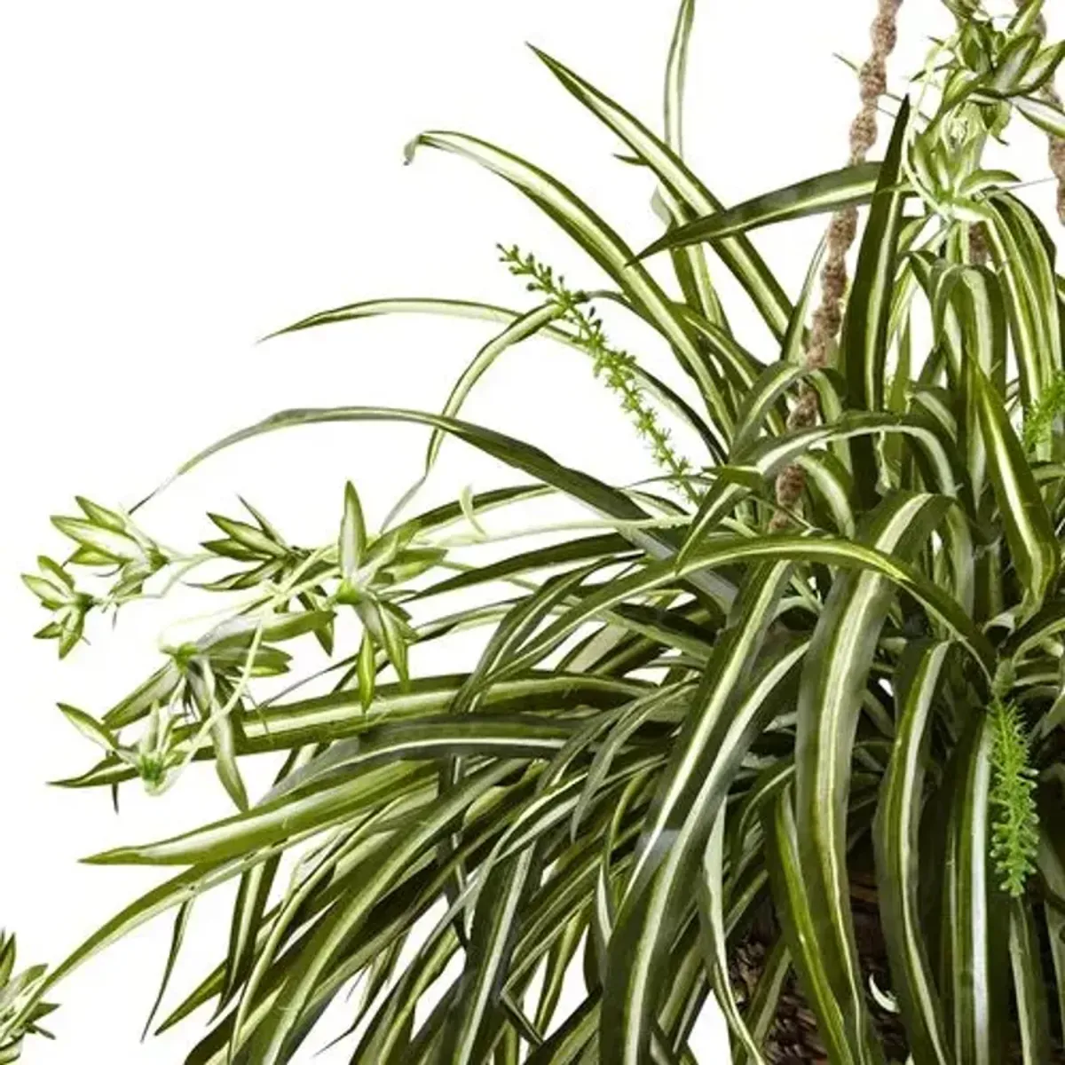 Spider Plant Hanging Basket - Green