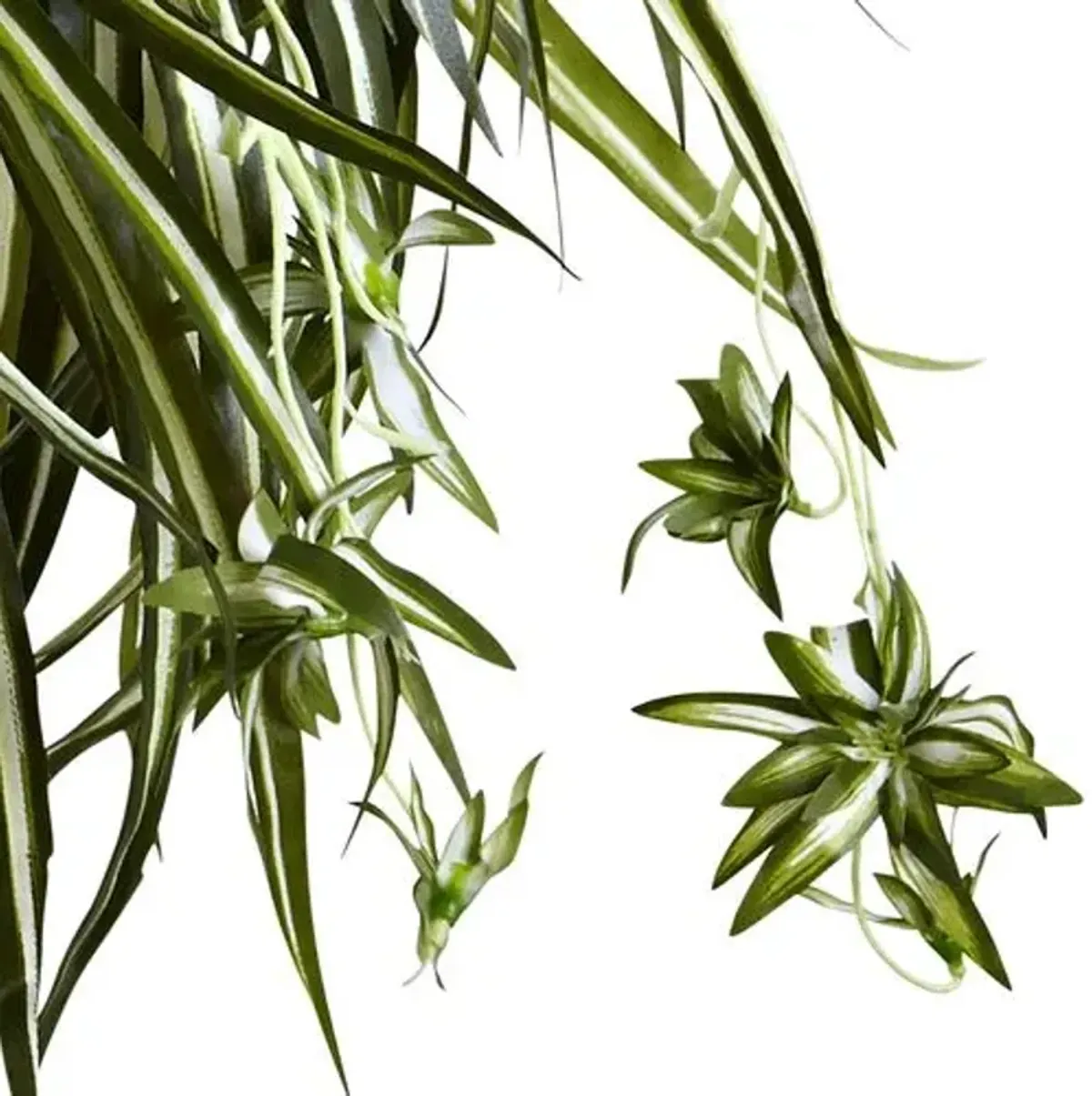 Spider Plant Hanging Basket - Green