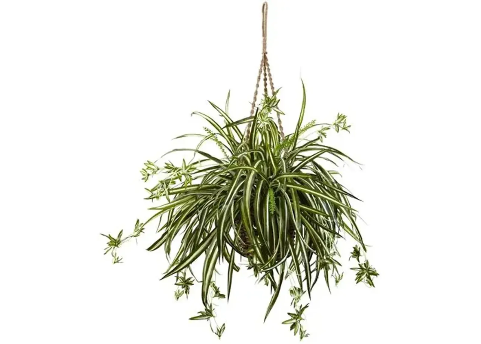 Spider Plant Hanging Basket - Green