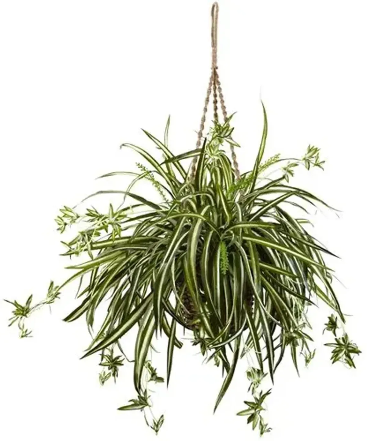 Spider Plant Hanging Basket - Green