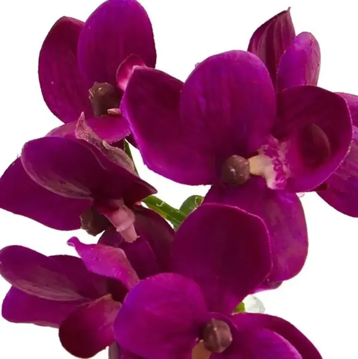 9" Faux Orchid Flower Arrangement - Multi