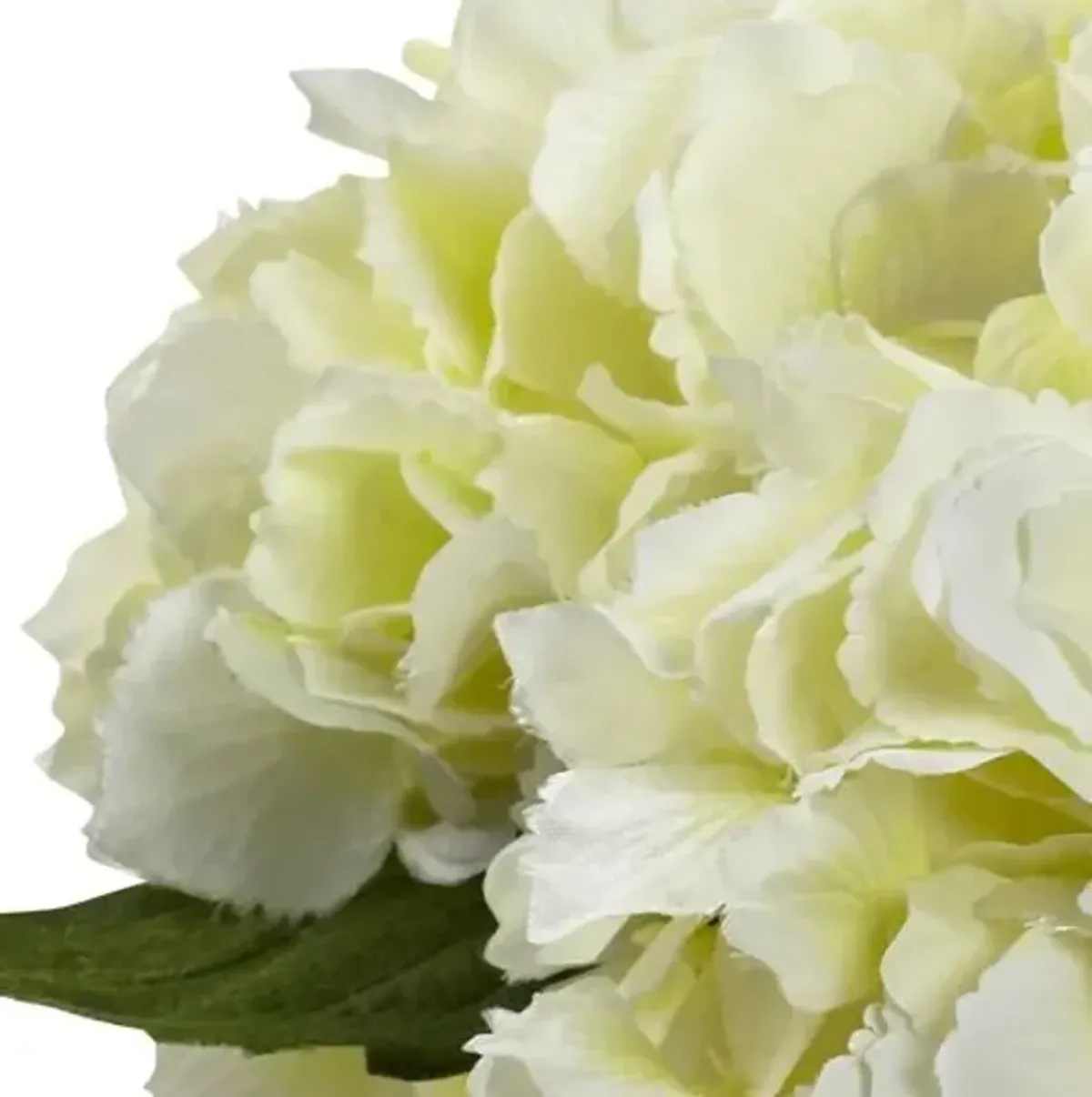 Blooming Hydrangea with Vase - White