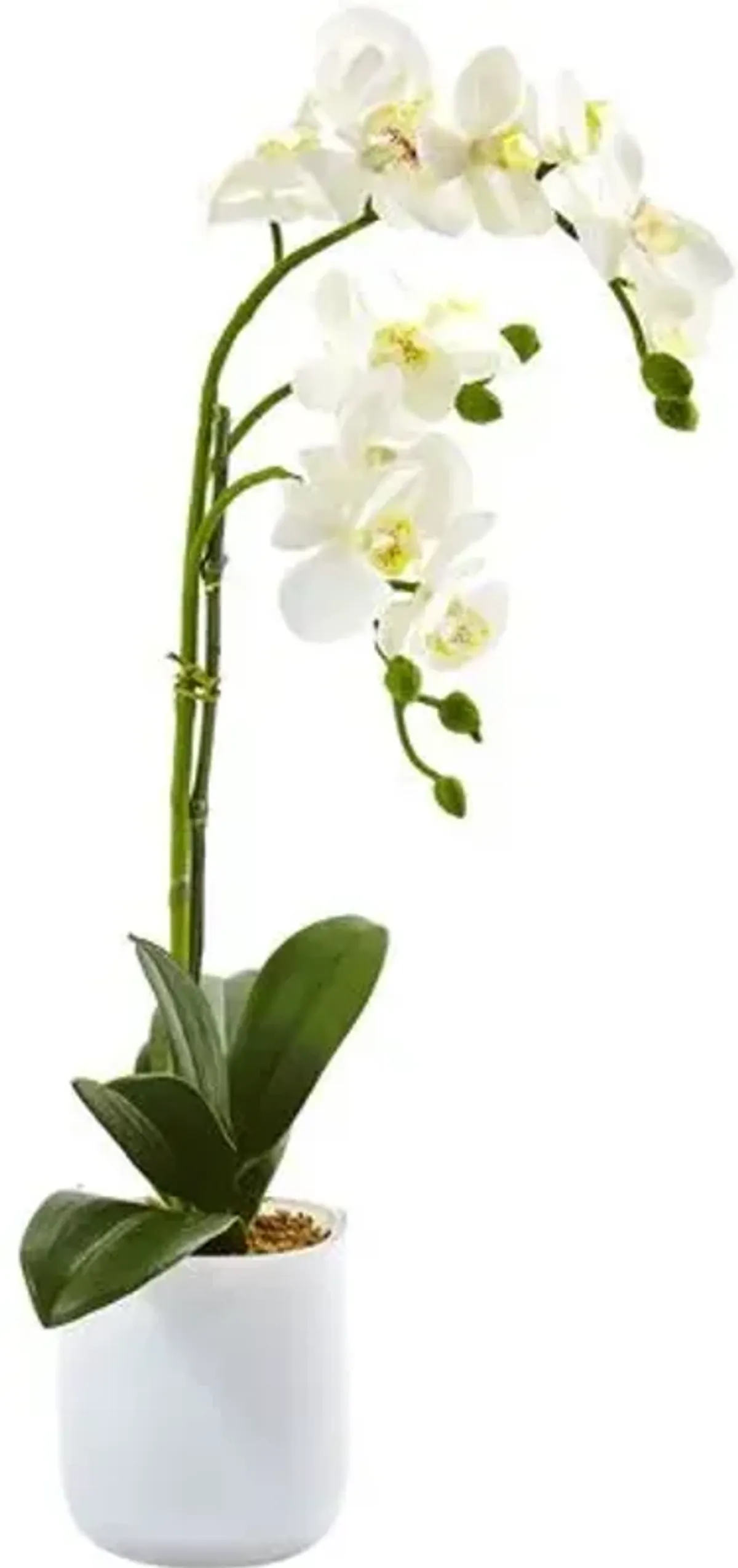 Phalaenopsis in Frosted Glass - White