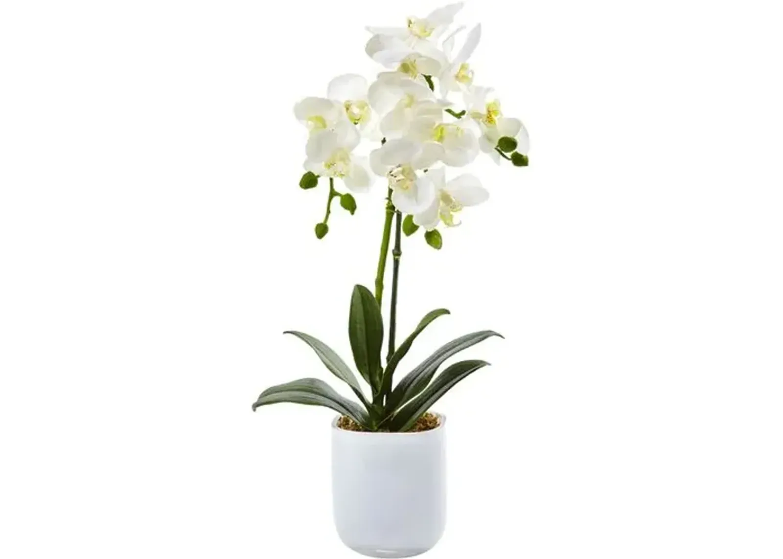 Phalaenopsis in Frosted Glass - White