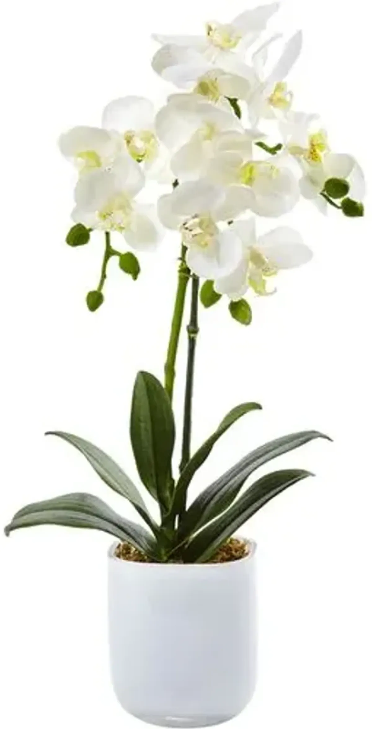 Phalaenopsis in Frosted Glass - White