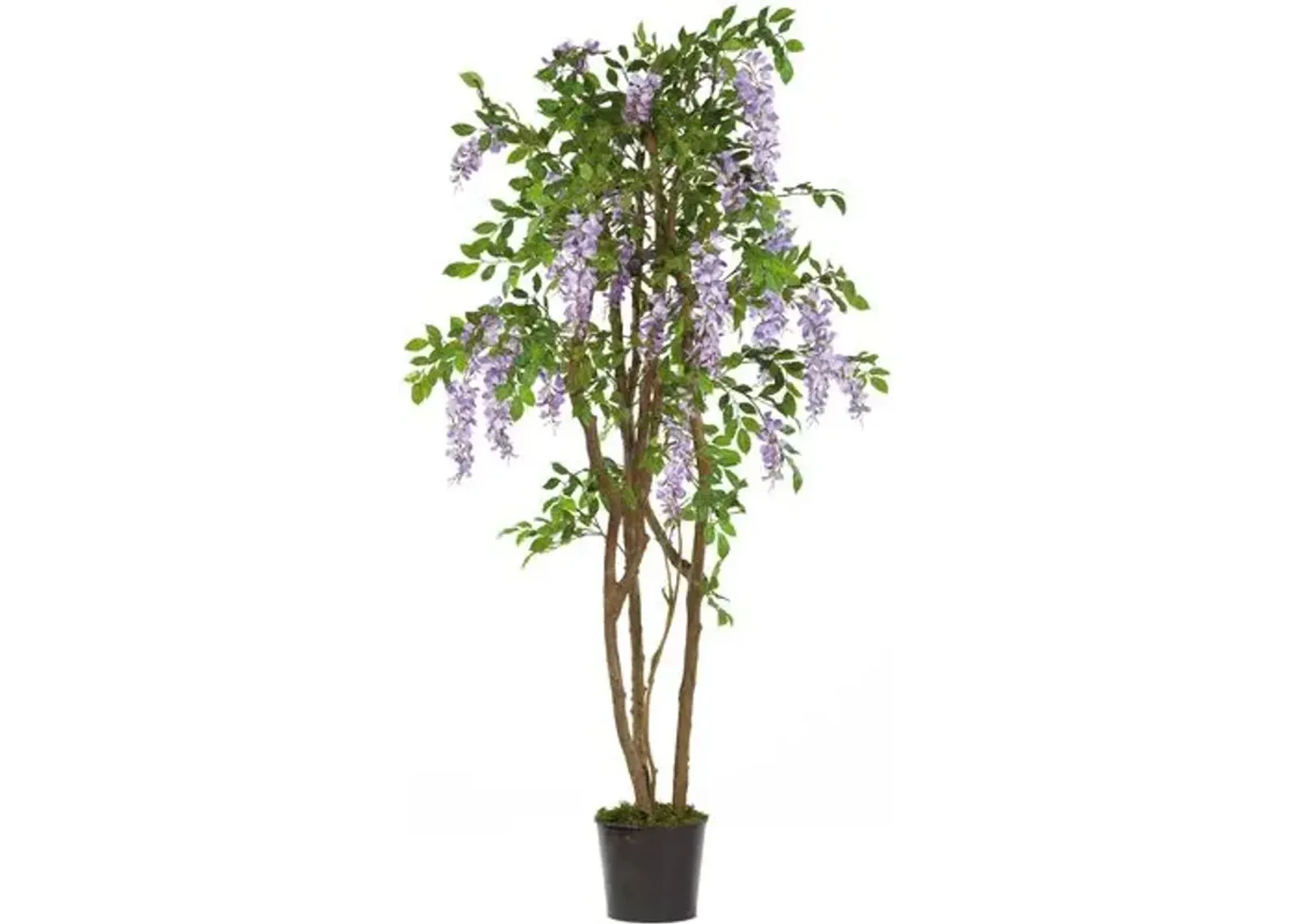 60" Wisteria Silk Tree - Purple