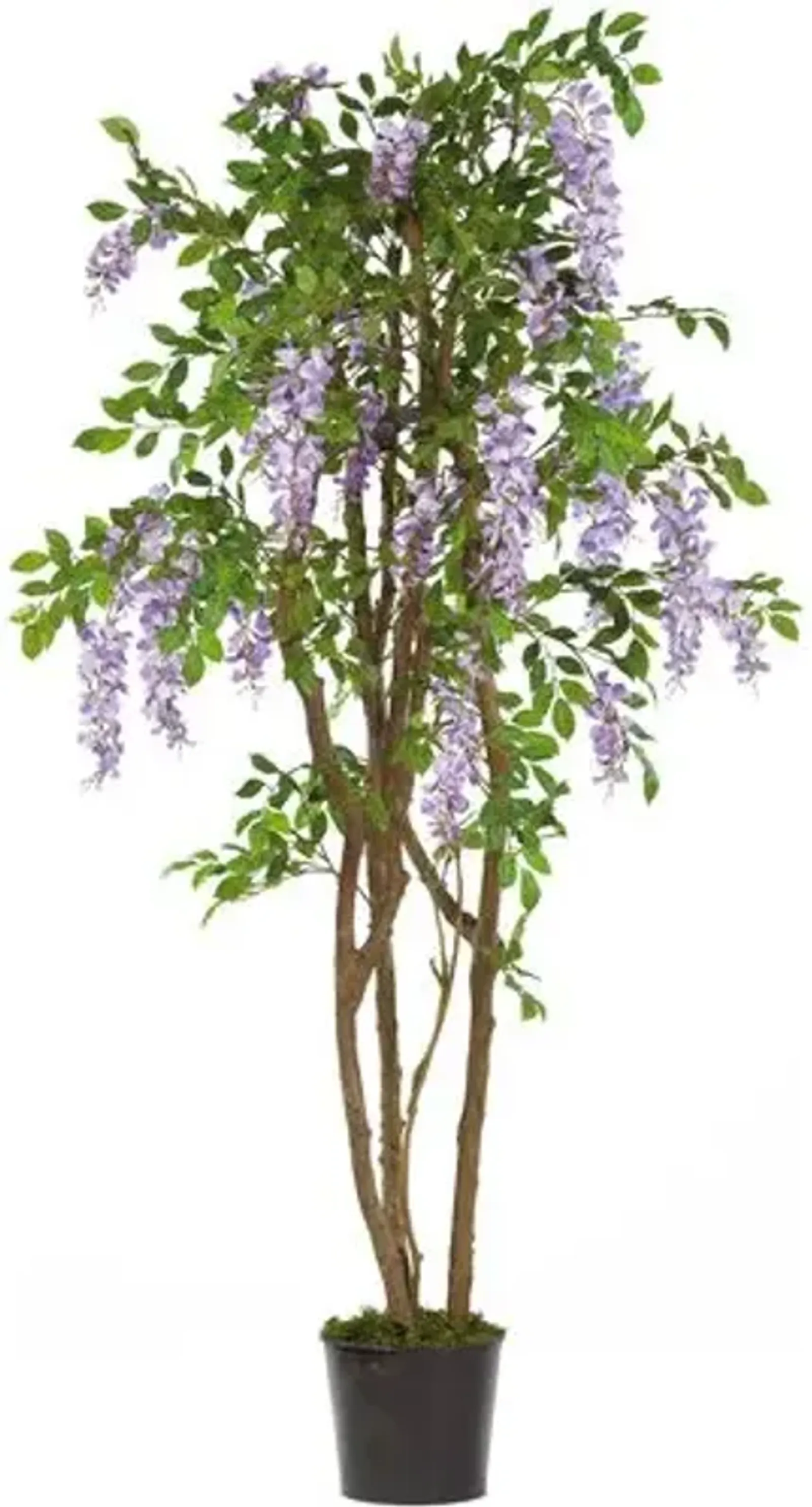 60" Wisteria Silk Tree - Purple