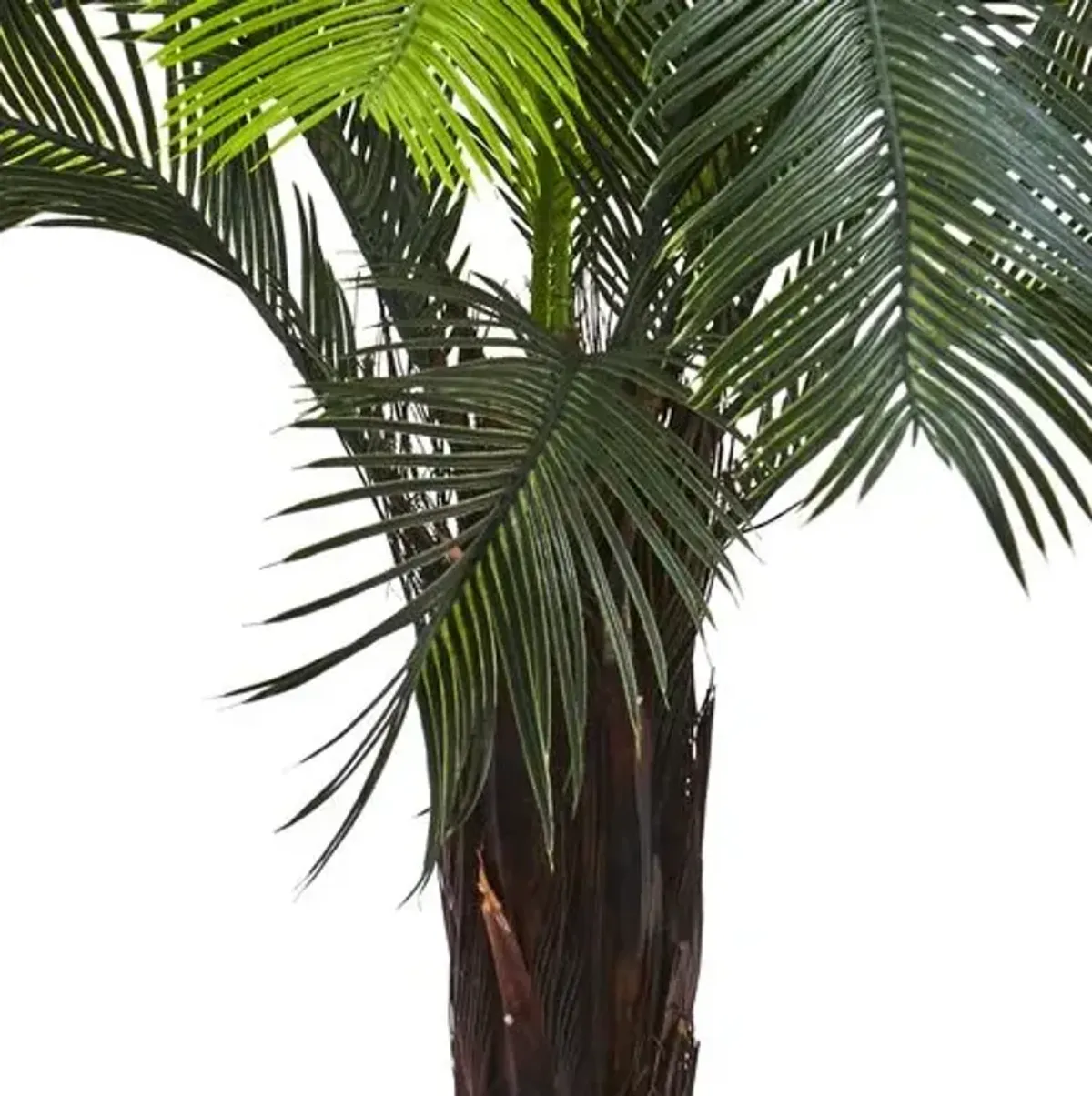 36" Cycas Tree - Green