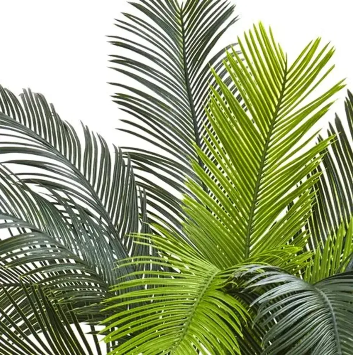 36" Cycas Tree - Green