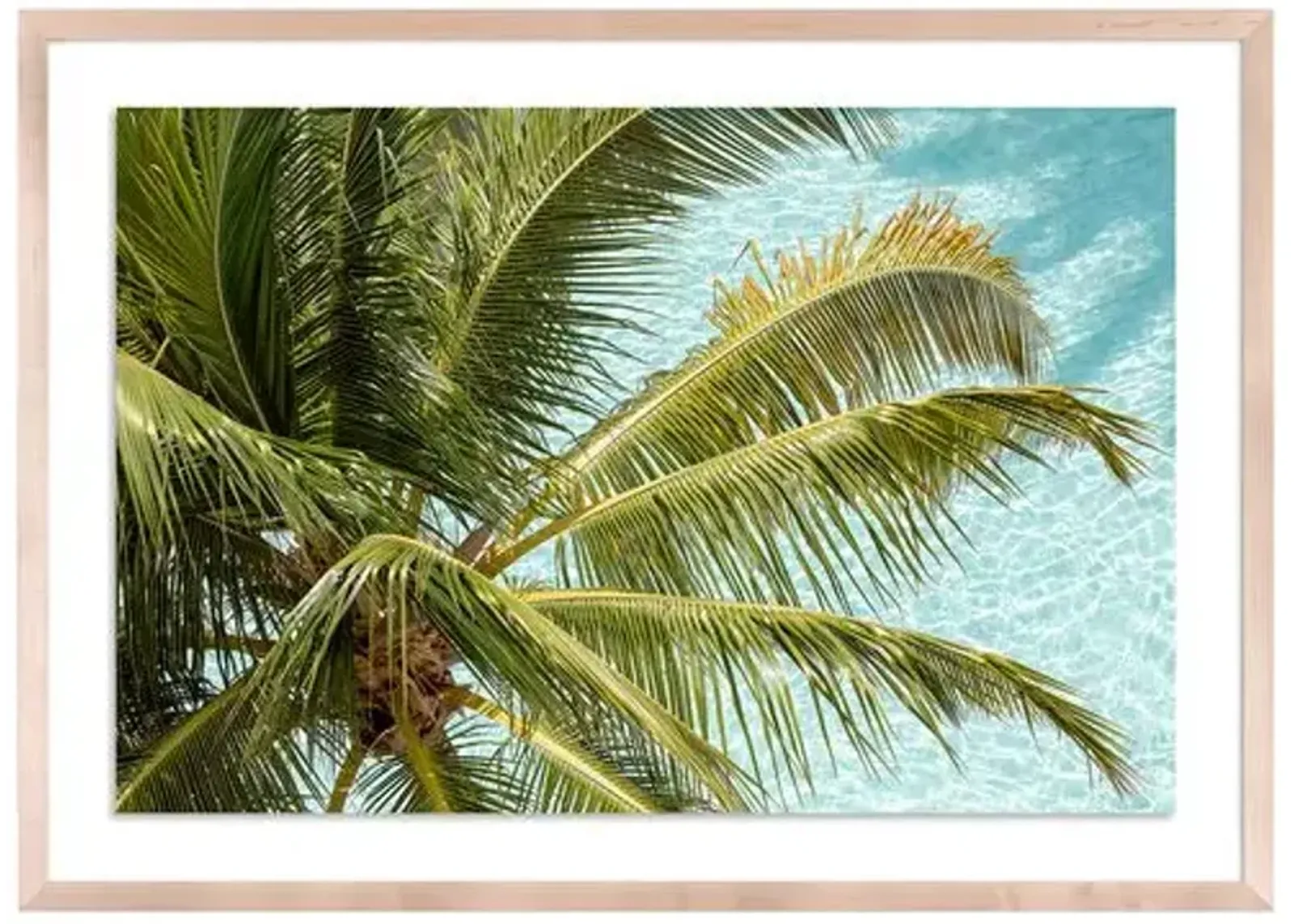 Florida Palms - Miami - Florida by Carly Tabak - Clear