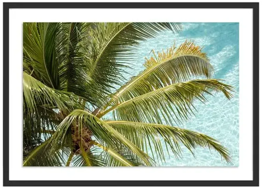 Florida Palms - Miami - Florida by Carly Tabak - Black