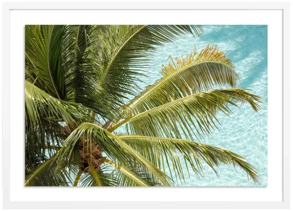 Florida Palms - Miami, Florida Photograph by Carly Tabak