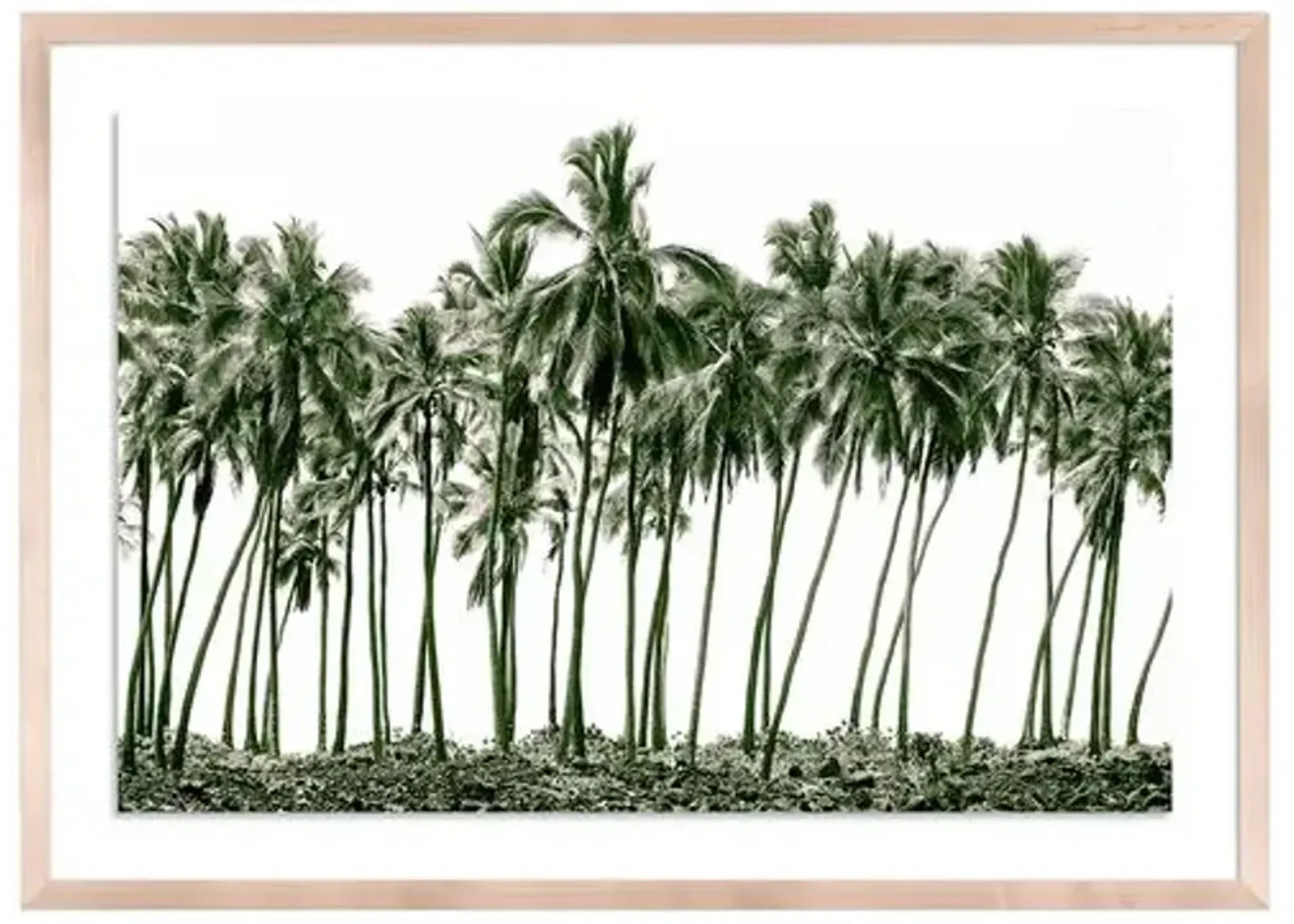 Green Palms - Hawaii by Carly Tabak - Clear