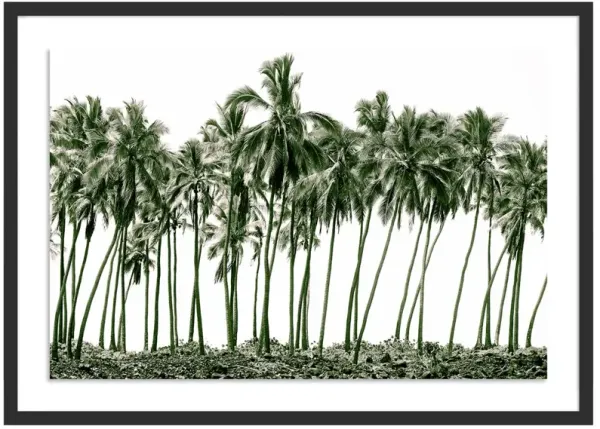 Green Palms, Hawaii Photograph by Carly Tabak