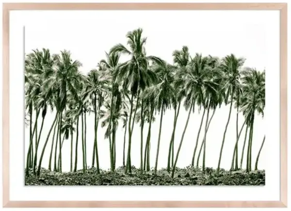 Green Palms - Hawaii Photograph by Carly Tabak - Clear