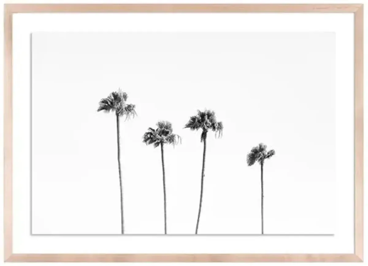 Malibu Palms - Malibu - California by Carly Tabak - Clear