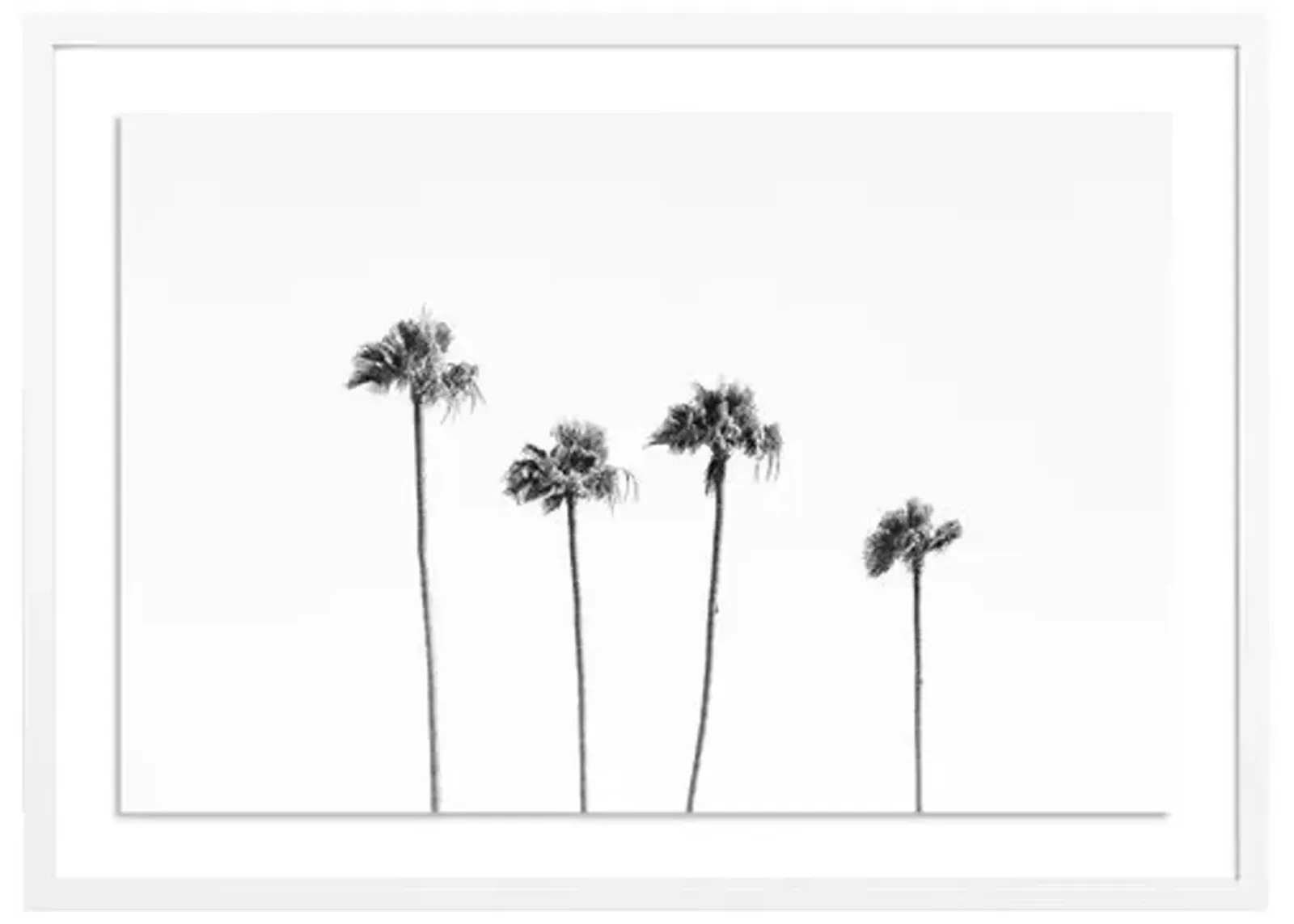 Malibu Palms - Malibu - California by Carly Tabak - White