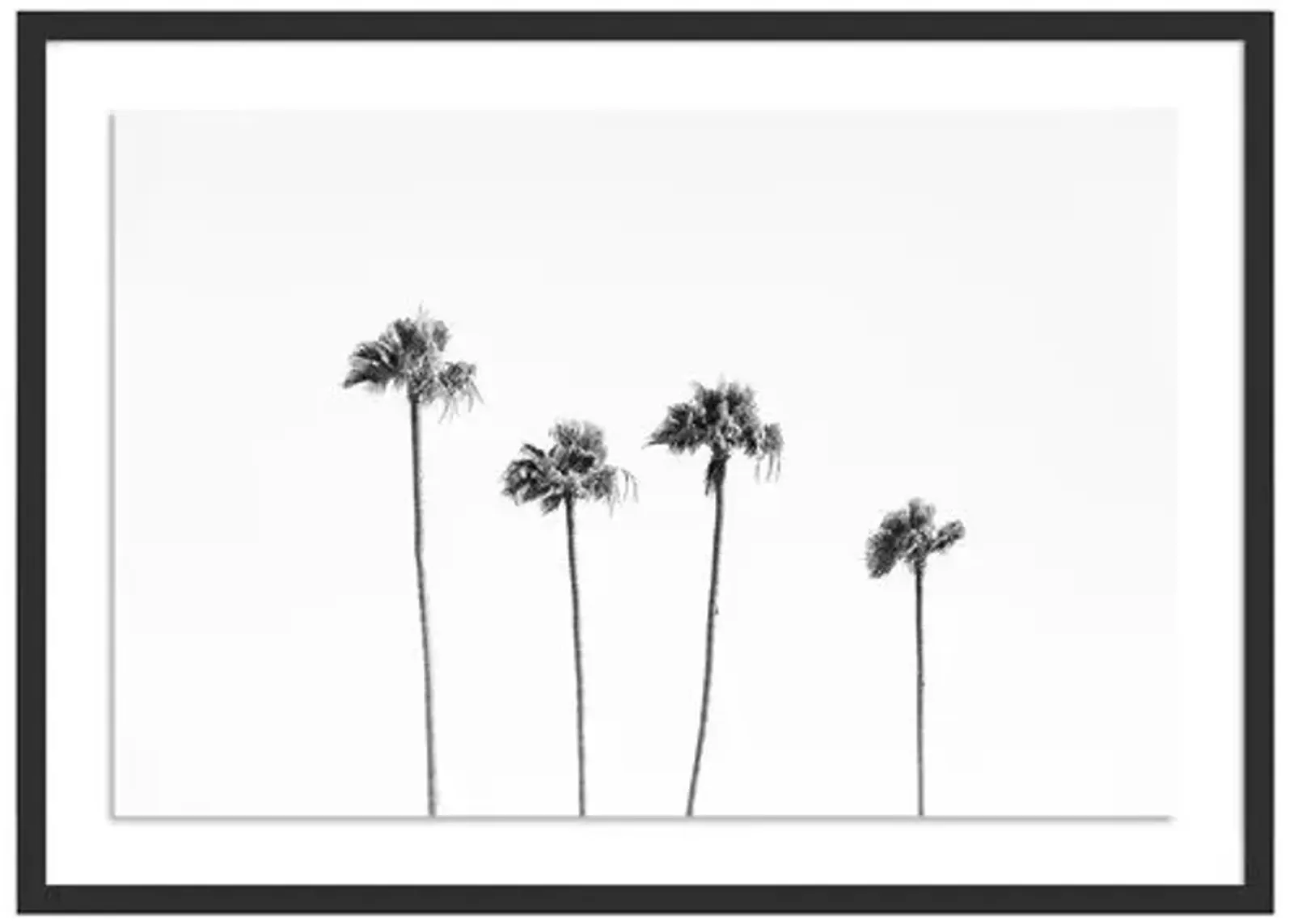 Malibu Palms - Malibu - California by Carly Tabak - Black