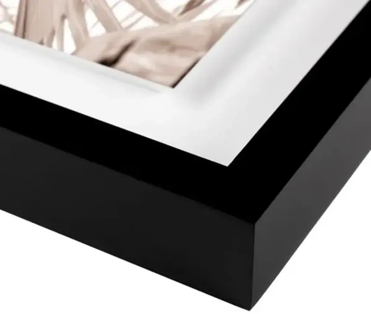 Natural Palm Mexico Photograph by Carly Tabak - Black