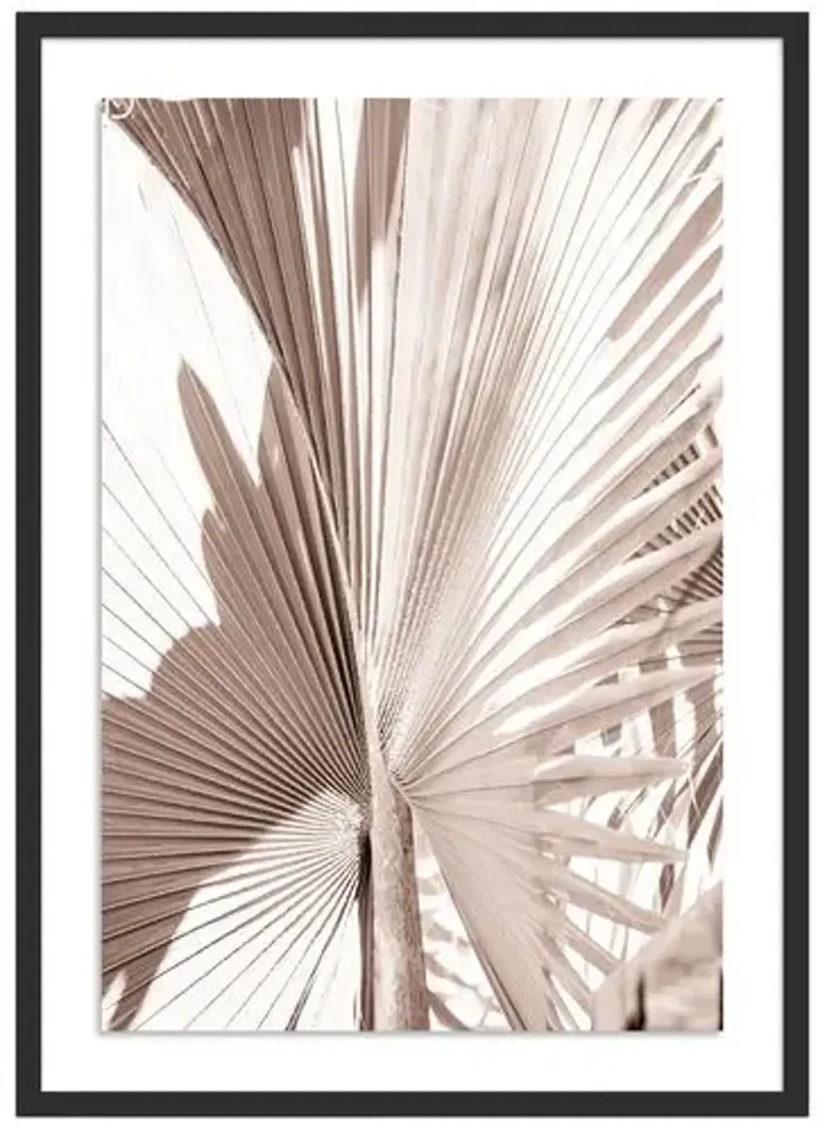 Natural Palm Mexico Photograph by Carly Tabak - Black