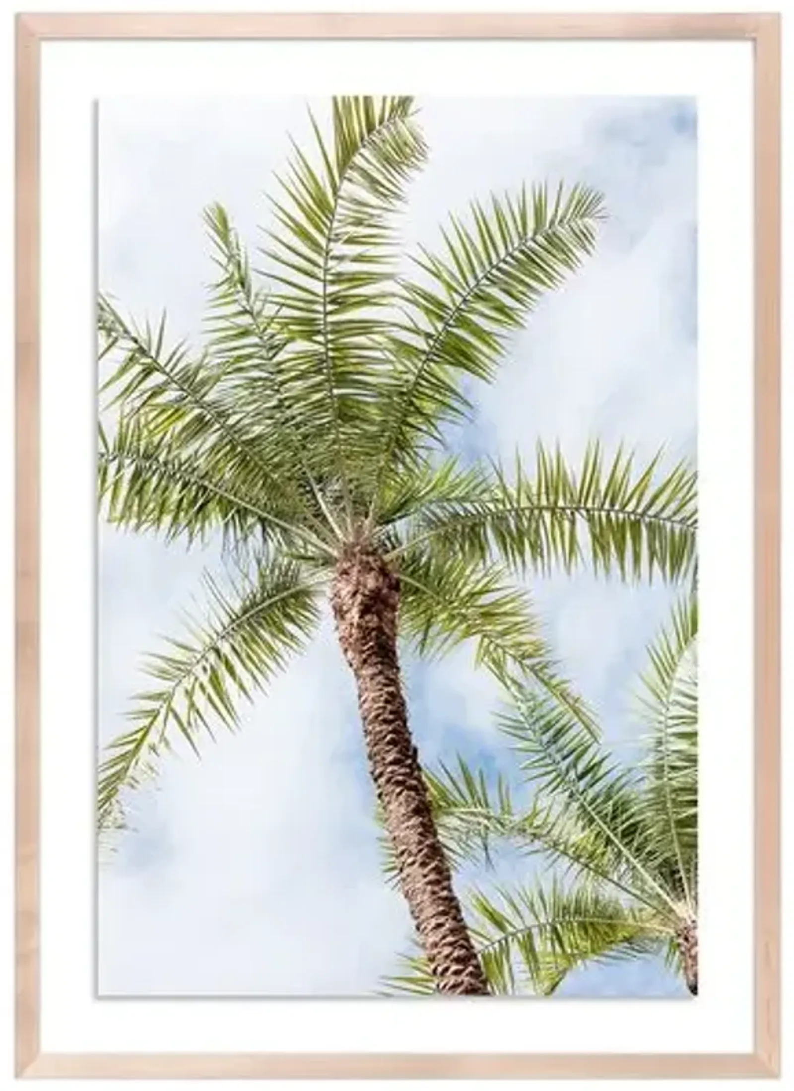 Palm Beach Palms - Palm Beach - Florida by Carly Tabak - Clear