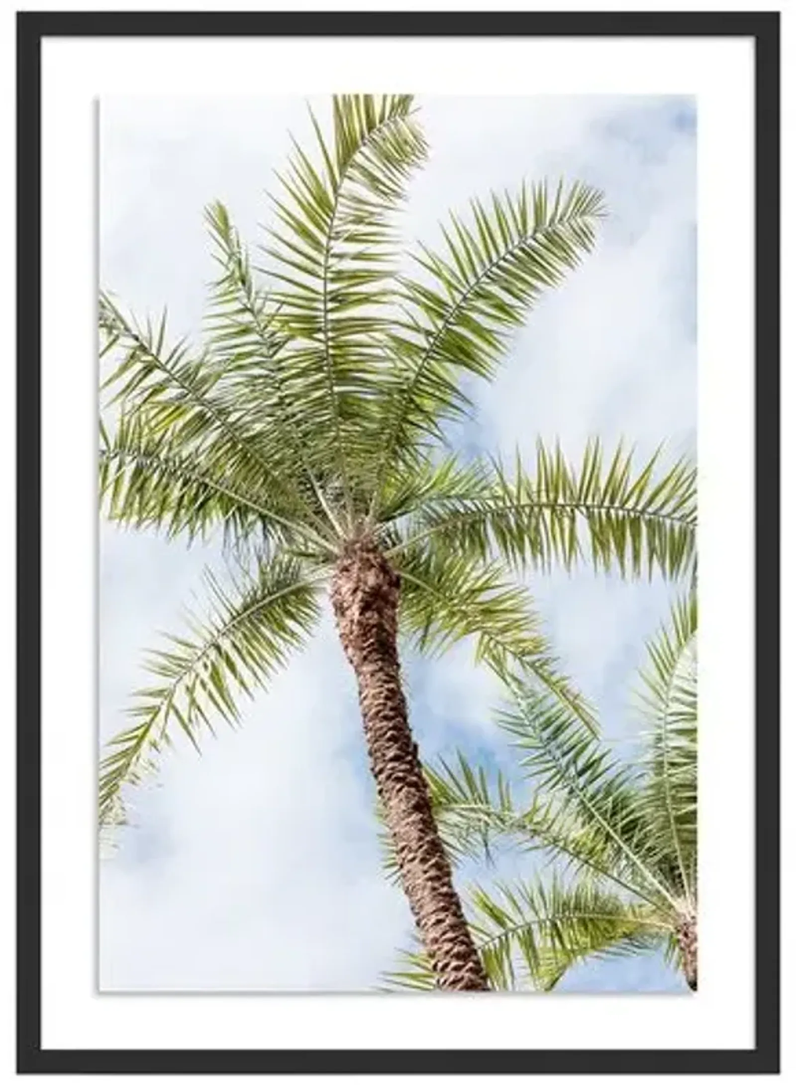 Palm Beach Palms - Palm Beach - Florida by Carly Tabak - Black