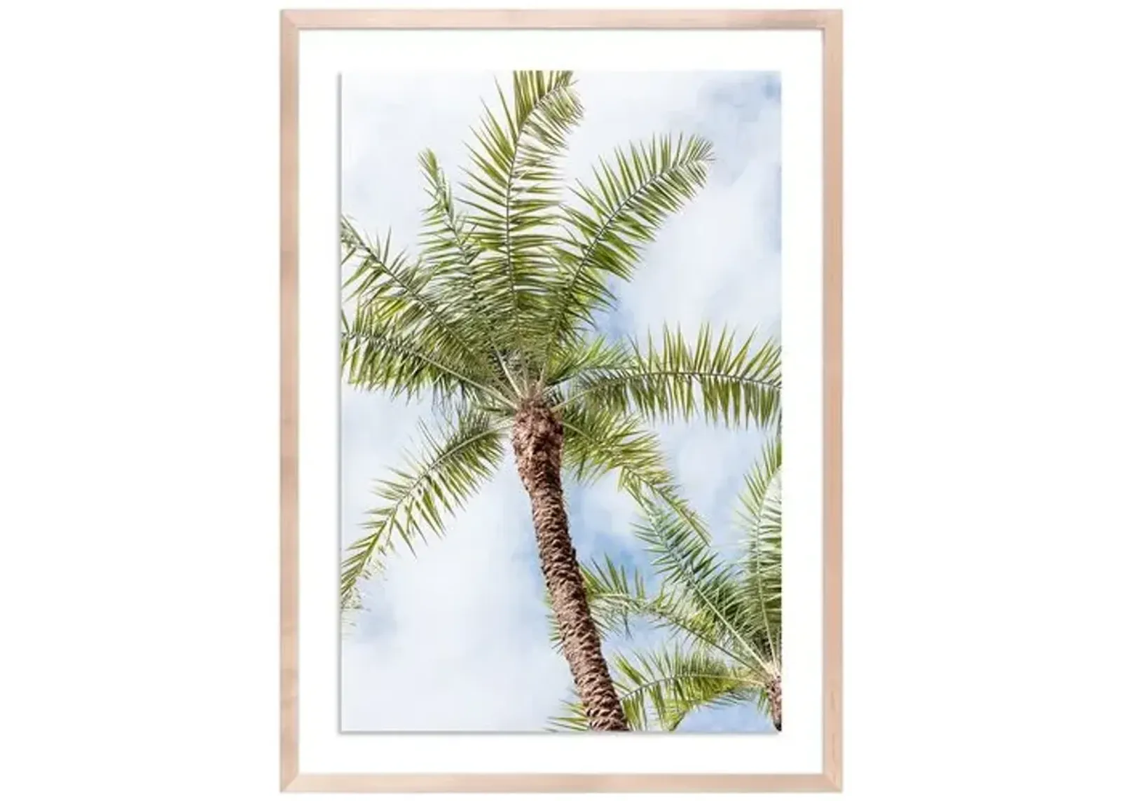 Palm Beach Palms - Palm Beach - Florida by Carly Tabak - Clear