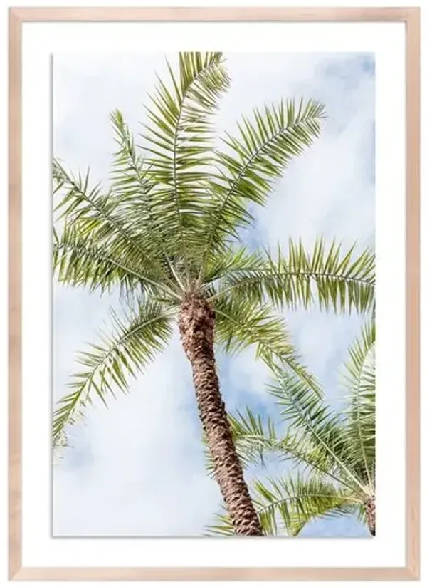 Palm Beach Palms - Palm Beach - Florida Photograph by Carly Tabak - Clear