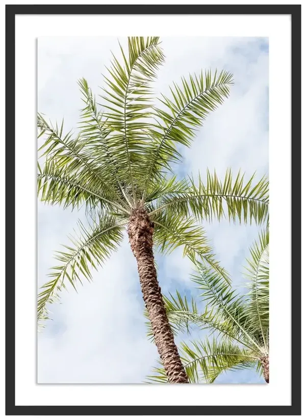 Palm Beach Palms - Palm Beach, Florida Photograph by Carly Tabak