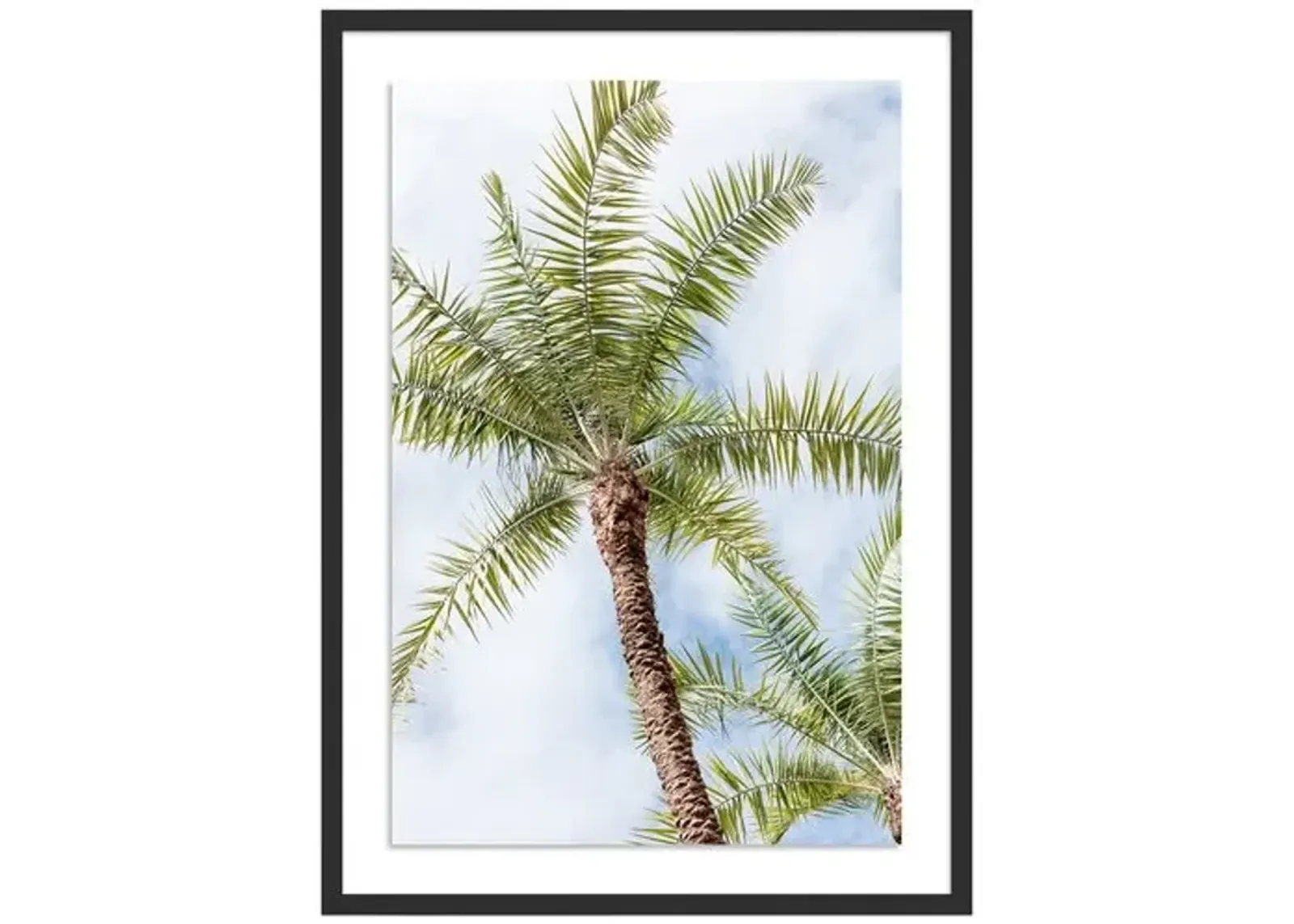 Palm Beach Palms - Palm Beach - Florida by Carly Tabak - Black