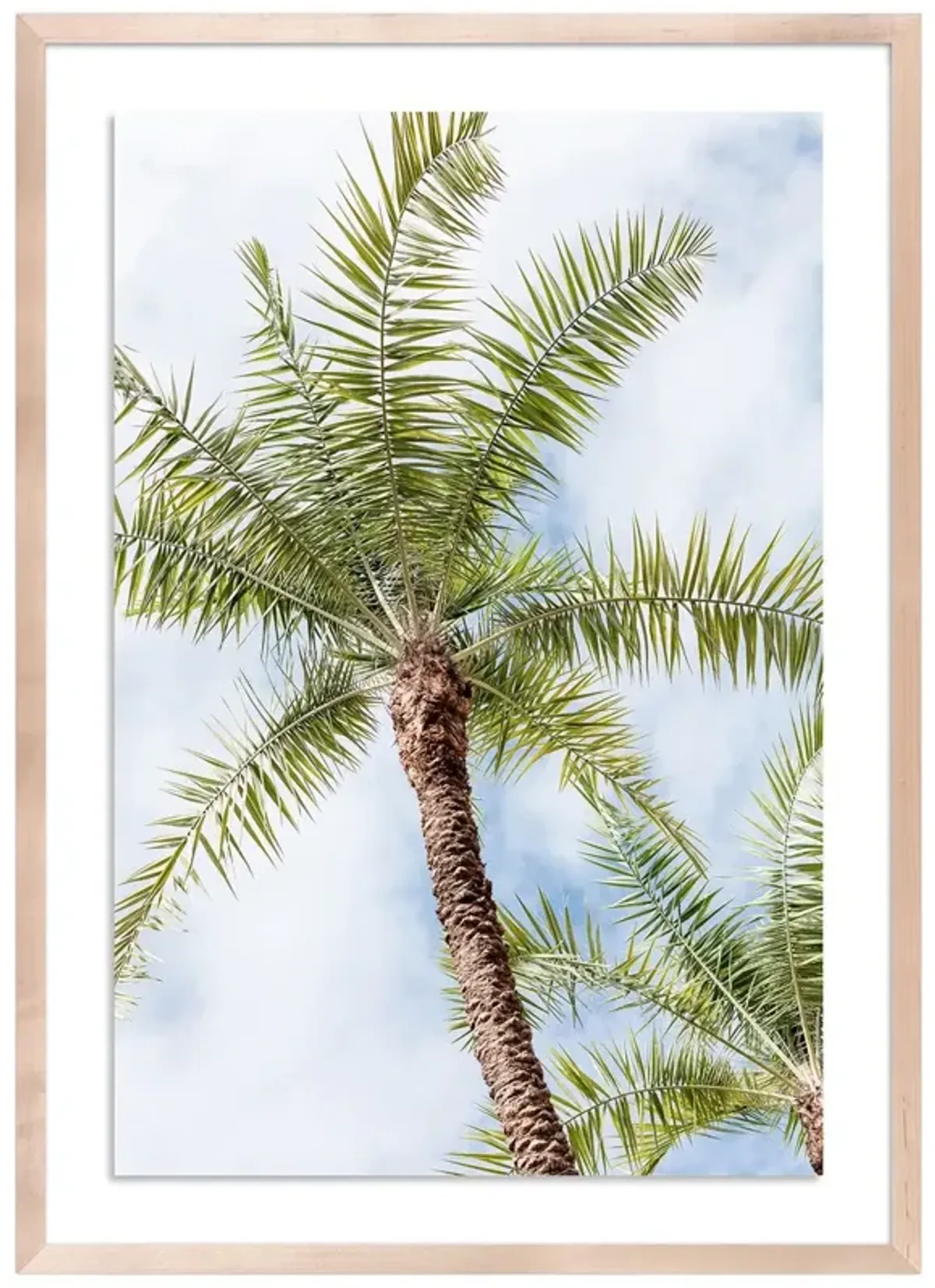 Palm Beach Palms - Palm Beach, Florida Photograph by Carly Tabak