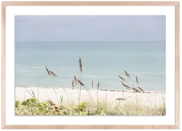Palm Beach Wild Grass - Palm Beach - Florida Photograph by Carly Tabak - Clear